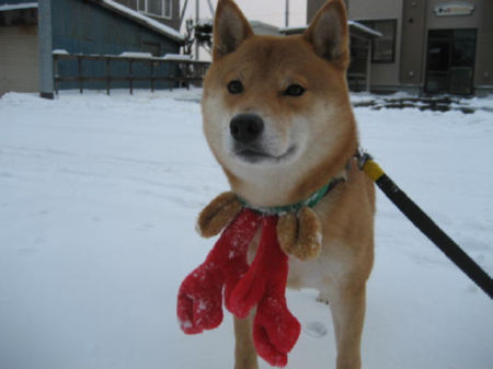 img11910.jpeg
