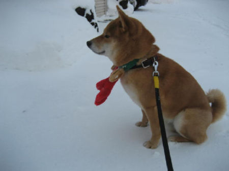 img11920.jpeg