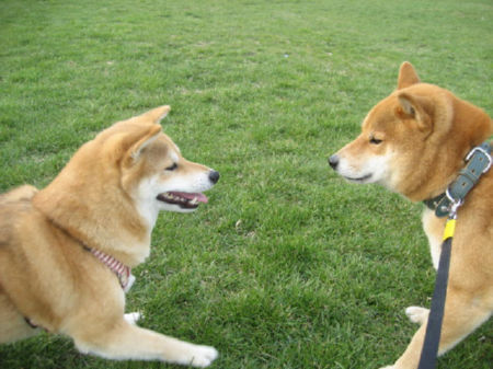 img22420.jpeg